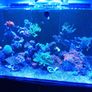 redsea reefer 350xl Image 2