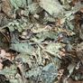 Ultimate Dried Leaves for Shrimp & Grazers Image 4