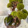 Bonsai Tree with natural moss 30x40cm Image 6