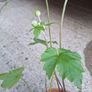 White Japanese Anemone Image 3