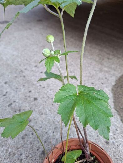 White Japanese Anemone