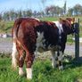 Heifer Image 2