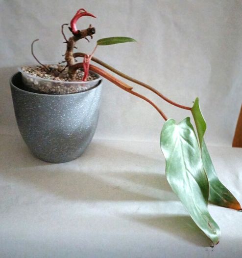 Philodendron Painted Lady