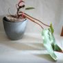 Philodendron Painted Lady Image 8
