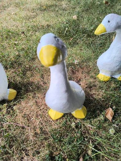 Ducks x 3