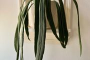 anthurium vittarifolium