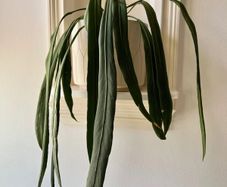 anthurium vittarifolium
