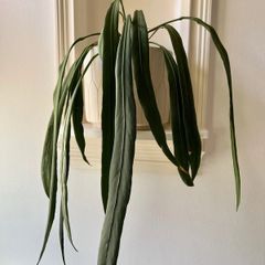 anthurium vittarifolium