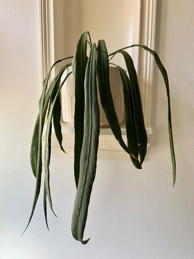 anthurium vittarifolium