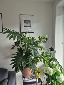 Philodendron