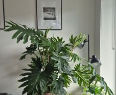Philodendron