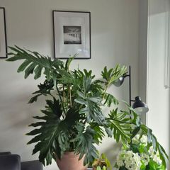 Philodendron