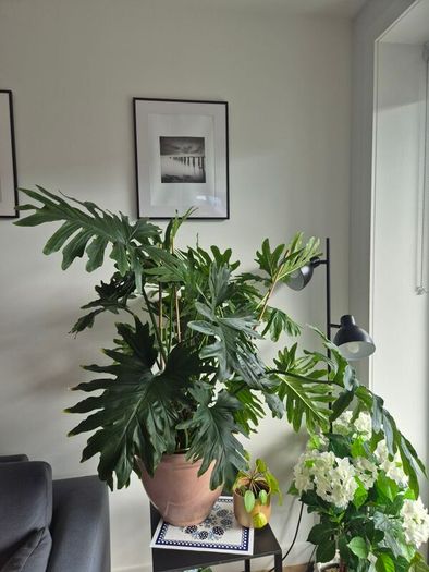 Philodendron