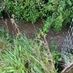petergilmore1