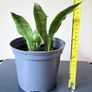 snake plant Image 3