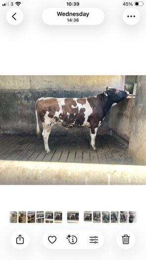 Bull Friesian, red/white