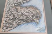 Lovely Fraamrd Signed Pictuer Of Egale  Pencel Coloered By Alan Whitty.