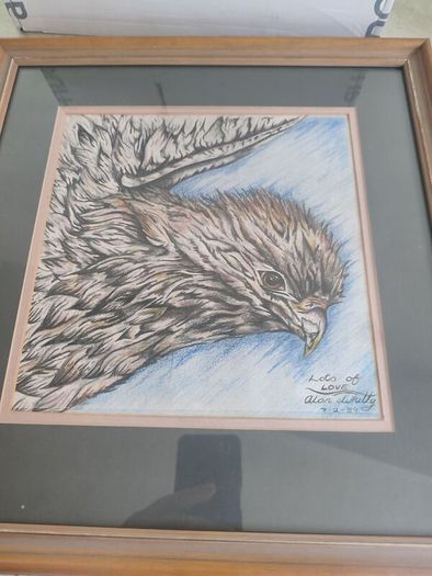 Lovely Fraamrd Signed Pictuer Of Egale  Pencel Coloered By Alan Whitty.