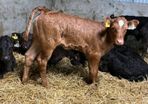 Limousin Calves