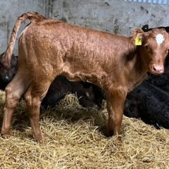 Limousin Calves