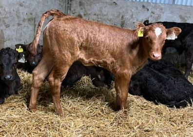 Limousin Calves