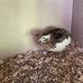 Male quail Image 2