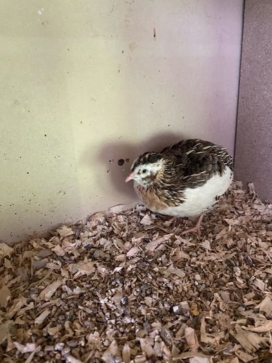 Male quail
