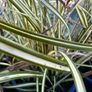 Evergreen plant Image 6