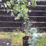 Eucalyptus Gunnii Image 2