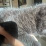 kitten Image 2