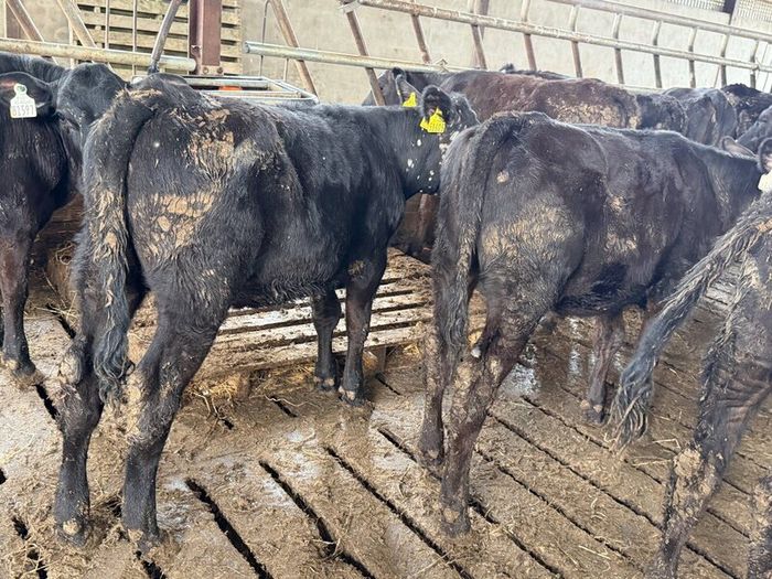 Aberdeen Angus Heifers