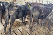 Aberdeen Angus Heifers