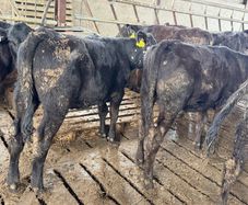 Aberdeen Angus Heifers