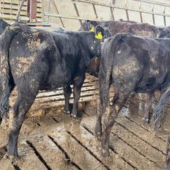 Aberdeen Angus Heifers