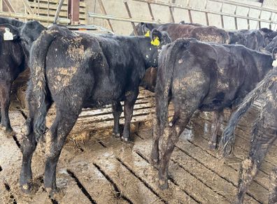 Aberdeen Angus Heifers