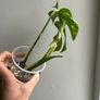 Monstera Albo Image 3