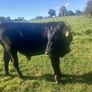 Bull runners Image 8