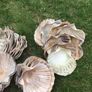 sea shells cupped Image 5