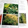 'Shrubs and Trees' Image 5