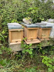 Nuc of honey bees