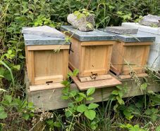 Nuc of honey bees