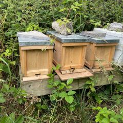 Nuc of honey bees