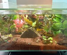 Fluval 23L fish tank