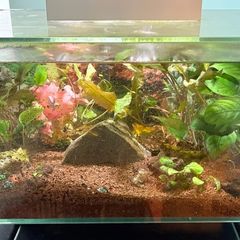 Fluval 23L fish tank