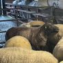 Hogget ewes and Rams Image 3