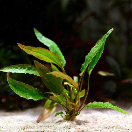 Fish Tank Live Plant