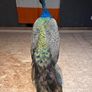 taxidermy peacock Image 4