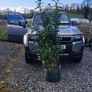 Cherry Laurel Hedging 3.5..4ft just 9.50 euro Image 7