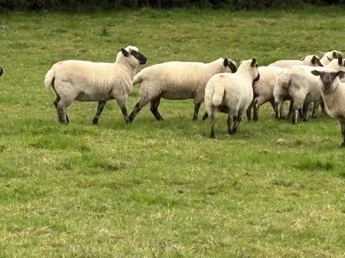 Hoggets