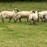 Hoggets Image 4
